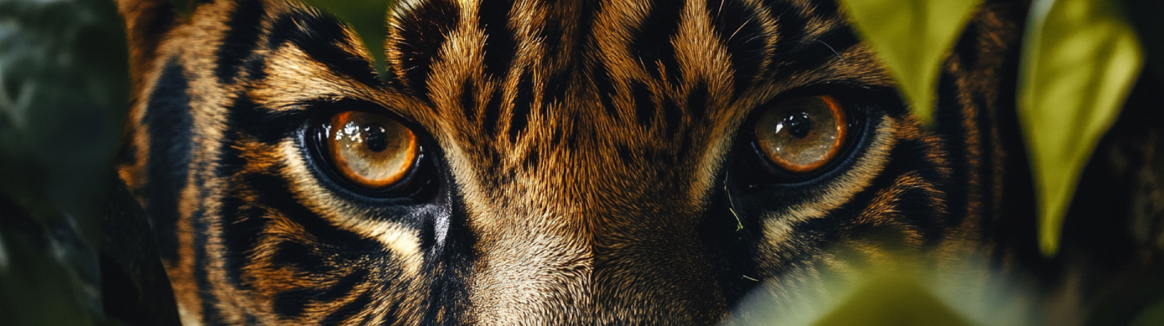 MUSE Photography Awards 2026 - Nature Photography
