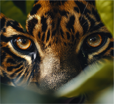 MUSE Photography Awards 2026 - Nature Photography
