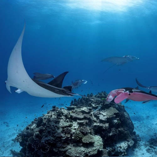 MUSE Photography Awards Silver Winner - Tickled Pink - Worlds Only Pink Manta by Kristian Laine