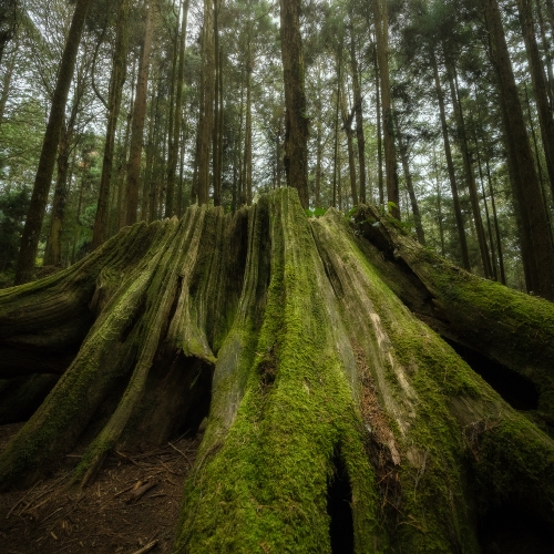 MUSE Photography Awards Gold Winner - tree of breath by Yen Cheng Fu
