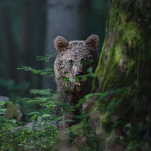Land of Bears