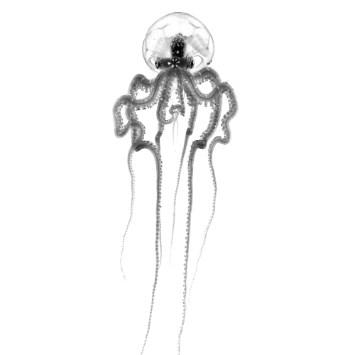 MUSE Photography Awards Silver Winner - X-Ray by ZhiYue Shi