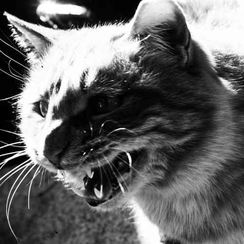 MUSE Photography Awards Silver Winner - Cat by Huang, CaiTi