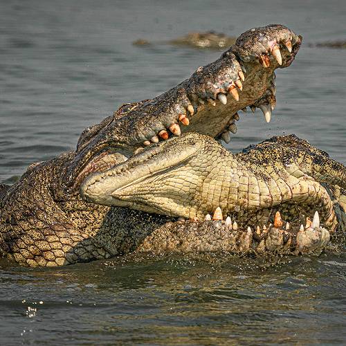 MUSE Photography Awards Gold Winner - No1 Jaws of Death by Tim Driman