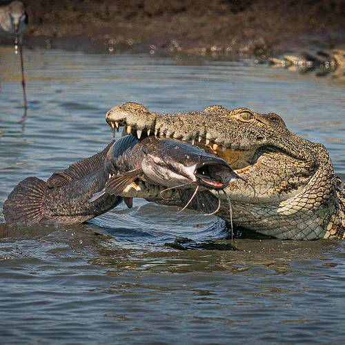 MUSE Photography Awards Gold Winner - No2 Okavango Sushi by Tim Driman