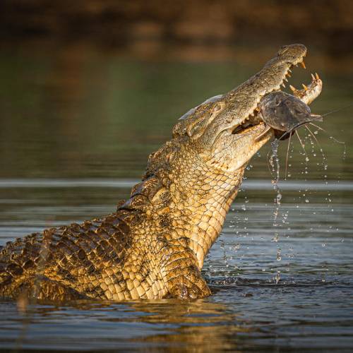 MUSE Photography Awards Silver Winner - No3 The Prize by Tim Driman