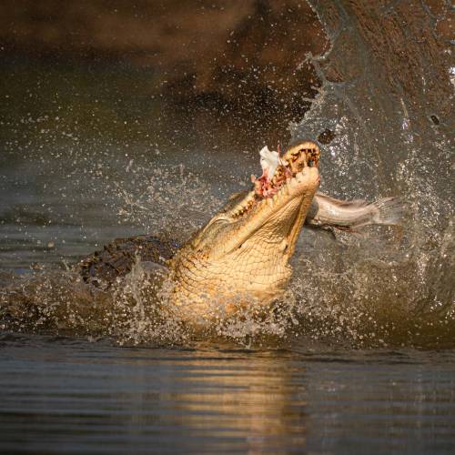 MUSE Photography Awards Silver Winner - No4 Smackdown by Tim Driman 
