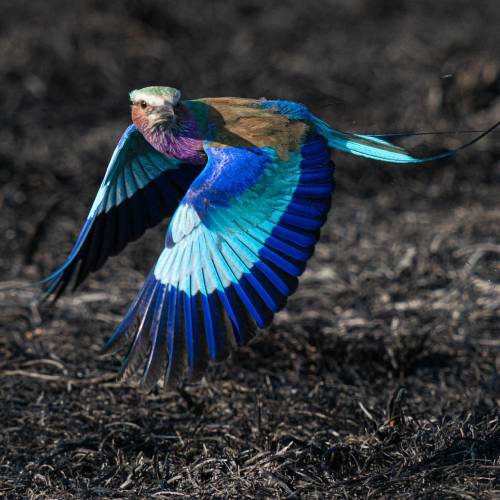 MUSE Photography Awards Gold Winner - No6 Check Left by Tim Driman