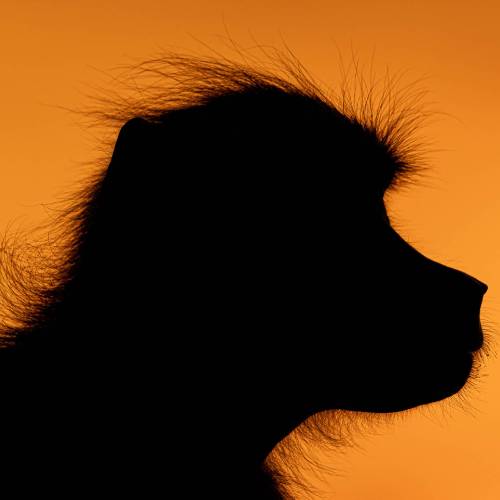 MUSE Photography Awards Silver Winner - No8 Deep in thought. by Tim Driman