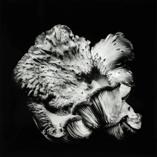 MUSE Photography Awards Gold Winner - Poetic by Dale M Reid
