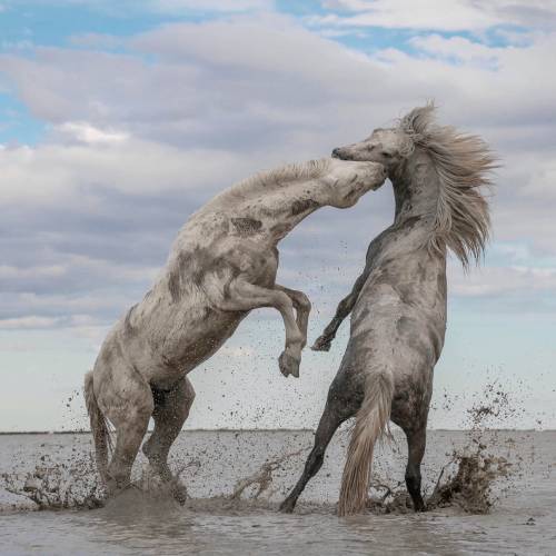 Beauté de Camargue - Photography Winner