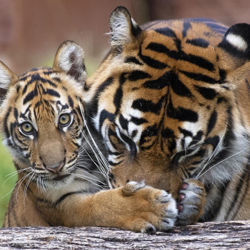 MUSE Photography Awards Silver Winner - I Love My Mom by Zoo Miami