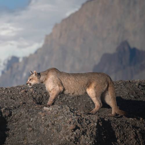 Huge hunt in Chile