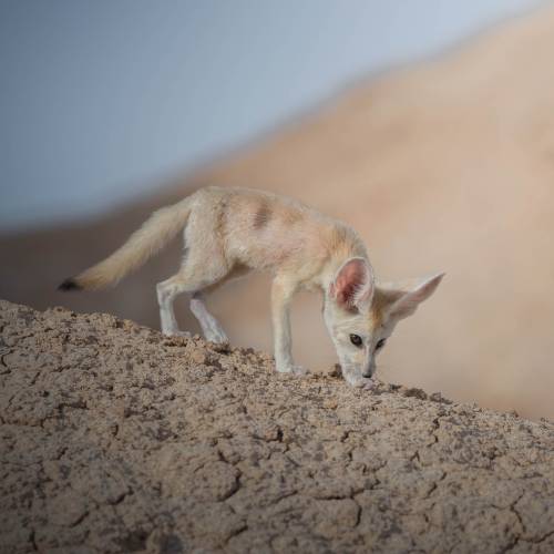 Spacewalk of a Fennec