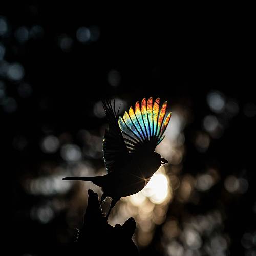 MUSE Photography Awards Silver Winner - Arc-en-ciel by Camille Briottet