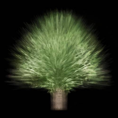 MUSE Photography Awards Silver Winner - Multi-angled, Multi-opacity, 360-degree Tree by Lee Ching Kai
