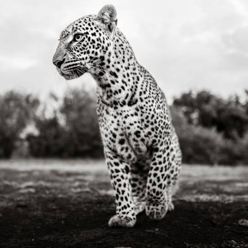 MUSE Photography Awards Gold Winner - A Wild Connection by Graeme Purdy
