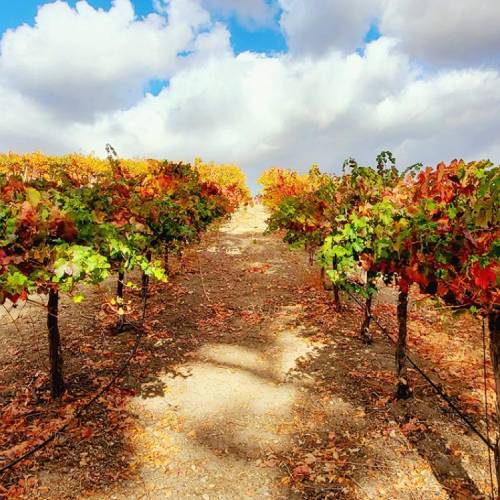 MUSE Photography Awards Silver Winner - After the Harvest by Christopher Trela