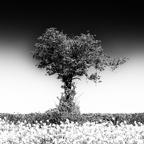 MUSE Photography Awards Silver Winner - Singleton by Don Hooper
