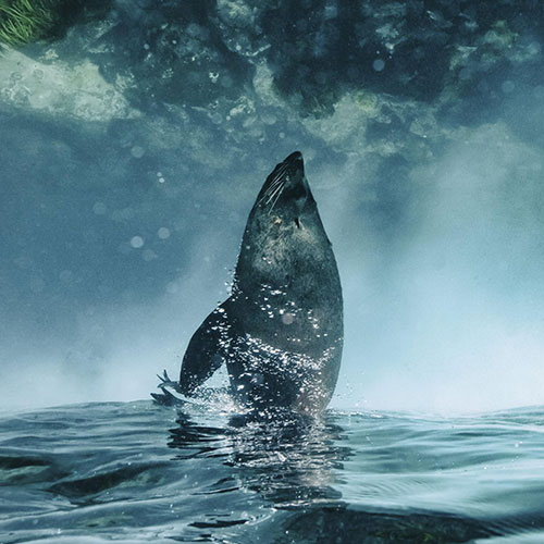 MUSE Photography Awards Silver Winner - Antipodean Fur Seals of Australia and New Zealand by José Javier Delgado Esteban