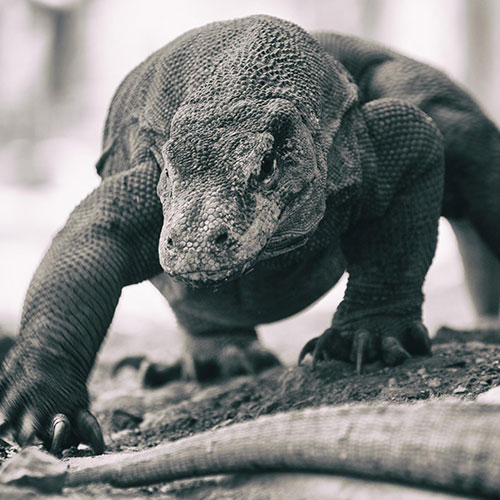 MUSE Photography Awards Silver Winner - Ambushed By Dragons by José Javier Delgado Esteban