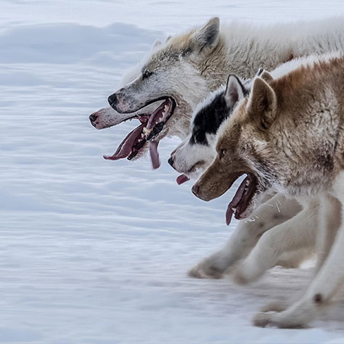 Kalaallit Nunaat - Photography Winner