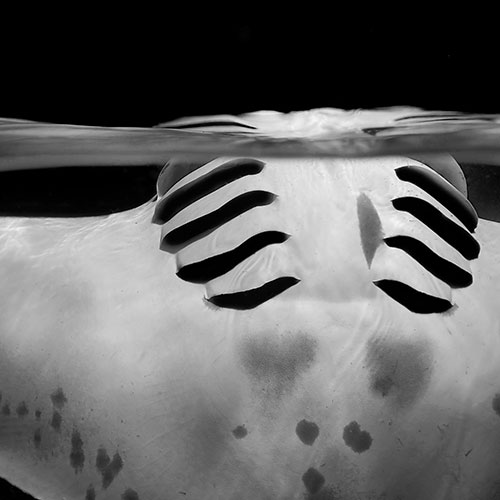 MUSE Photography Awards Gold Winner - MAGICAL by Sylvie Ayer