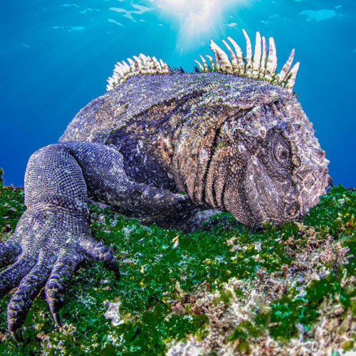 Wonderful marine animals - Photography Winner