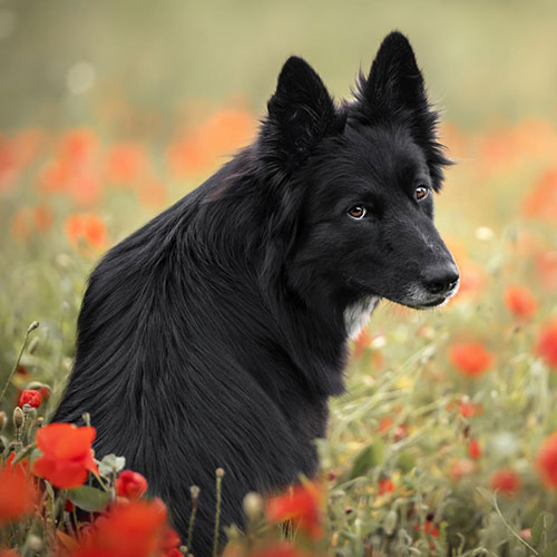 MUSE Photography Awards Silver Winner - En rouge et noir by Clara Bruiet