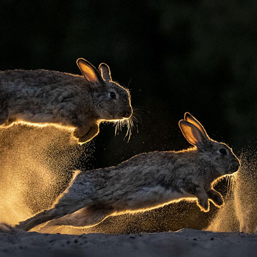 MUSE Photography Awards Platinum Winner - Lights and Shadows by Bence MATE