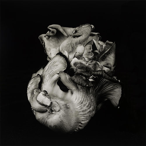 MUSE Photography Awards Silver Winner - Poetic by Dale M Reid