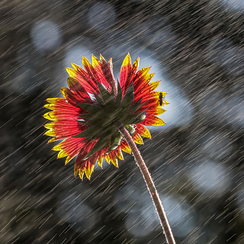 MUSE Photography Awards Silver Winner - Little rain by Camille Briottet