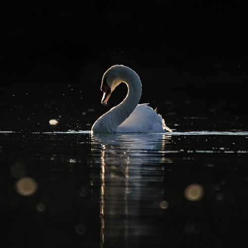 MUSE Photography Awards Gold Winner - Light by Camille Briotett