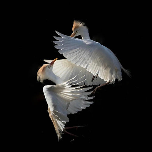 MUSE Photography Awards Category Winners of the Year Winner - Nature in all its states by Camille Briottet