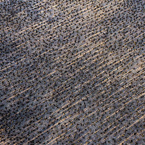 MUSE Photography Awards Gold Winner - chaos, light, shape and birds by Amos Nachoum