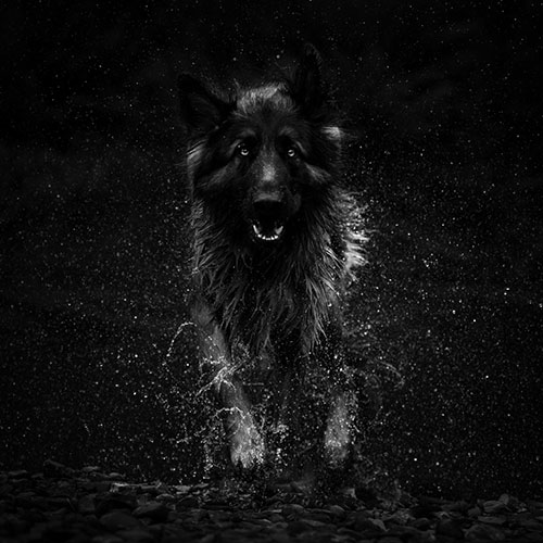 MUSE Photography Awards Category Winners of the Year Winner - Shepherd in the Glade by Daniel Towns