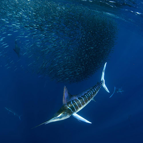 MUSE Photography Awards Silver Winner - Tales from the blue by Andrea Izzotti