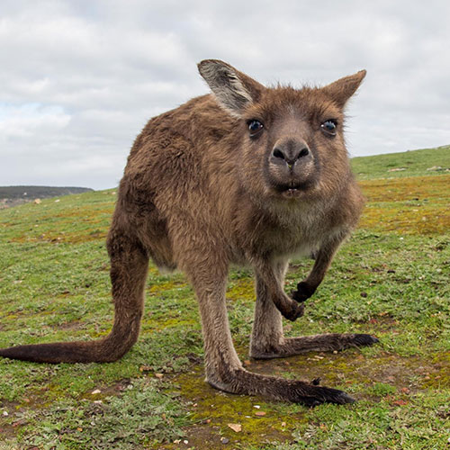 MUSE Photography Awards Silver Winner - Kangariosity by Andrea Izzotti