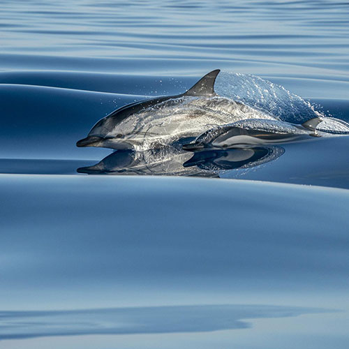 MUSE Photography Awards Gold Winner - Surfing a velvet sea by Andrea Izzotti