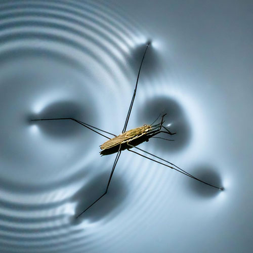 MUSE Photography Awards Gold Winner - Pondskater’s Leg Tap by Chin Leong Teo
