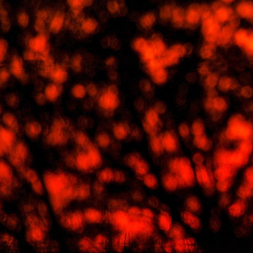 MUSE Photography Awards Silver Winner - Hare on fire by Ben Pulletz
