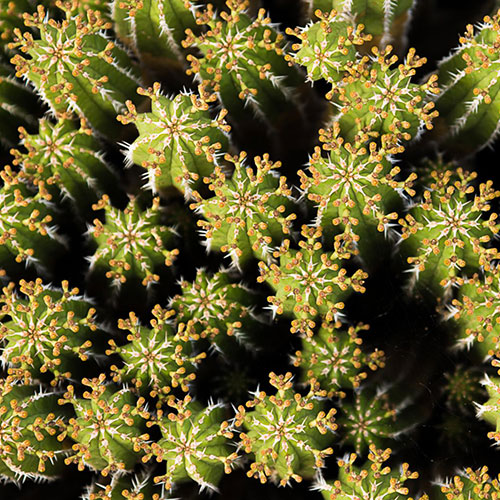 MUSE Photography Awards Silver Winner - Desert Snowflakes by Nathanael Cox