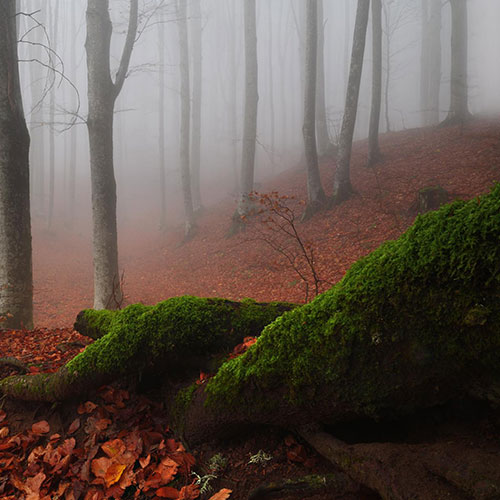 The Foreste Casentinesi - Photography Winner