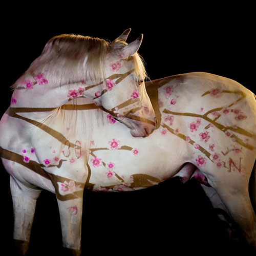 MUSE Photography Awards Silver Winner - Flower Horse by Andrea Zachrau