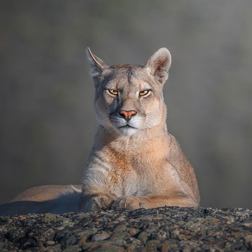Royal portrait of a cougar