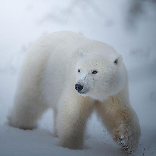 His Majesty the Polar Bear