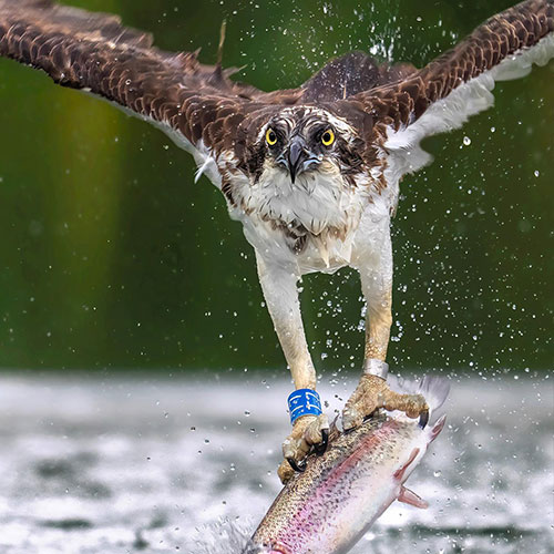 MUSE Photography Awards Gold Winner - Alpha Gaze by Ralph Lightman