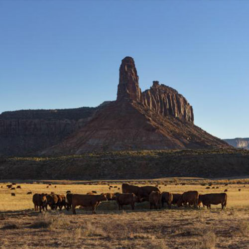 MUSE Photography Awards Silver Winner - Free Range by Nathan Myhrvold