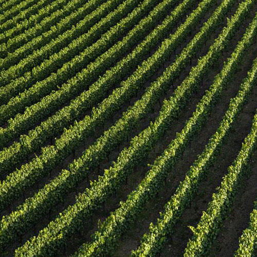 MUSE Photography Awards Silver Winner - Cabernet Convergence by Nathan Myhrvold