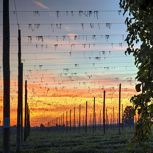 MUSE Photography Awards Gold Winner - Morning After Harvest by Nathan Myhrvold